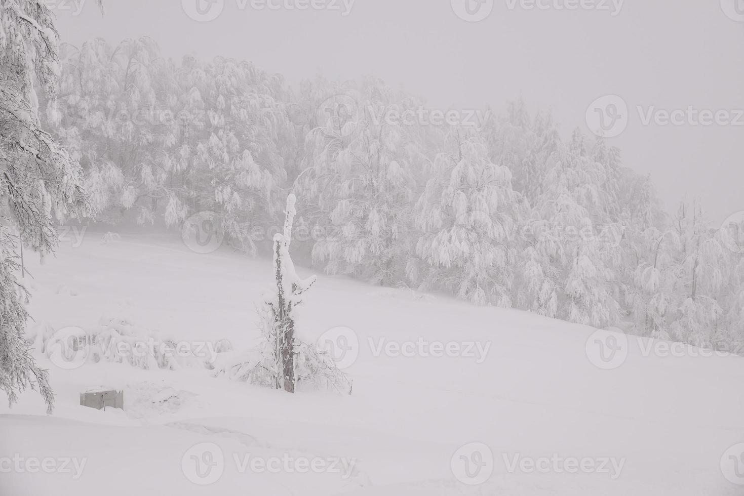 Bergwaldlandschaft an einem nebligen Wintertag foto