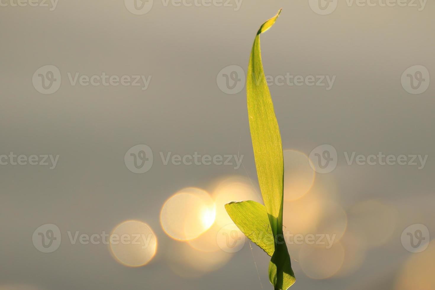 Gras und Blätter Silhouette bei Sonnenuntergang in der Nähe des Flusses foto