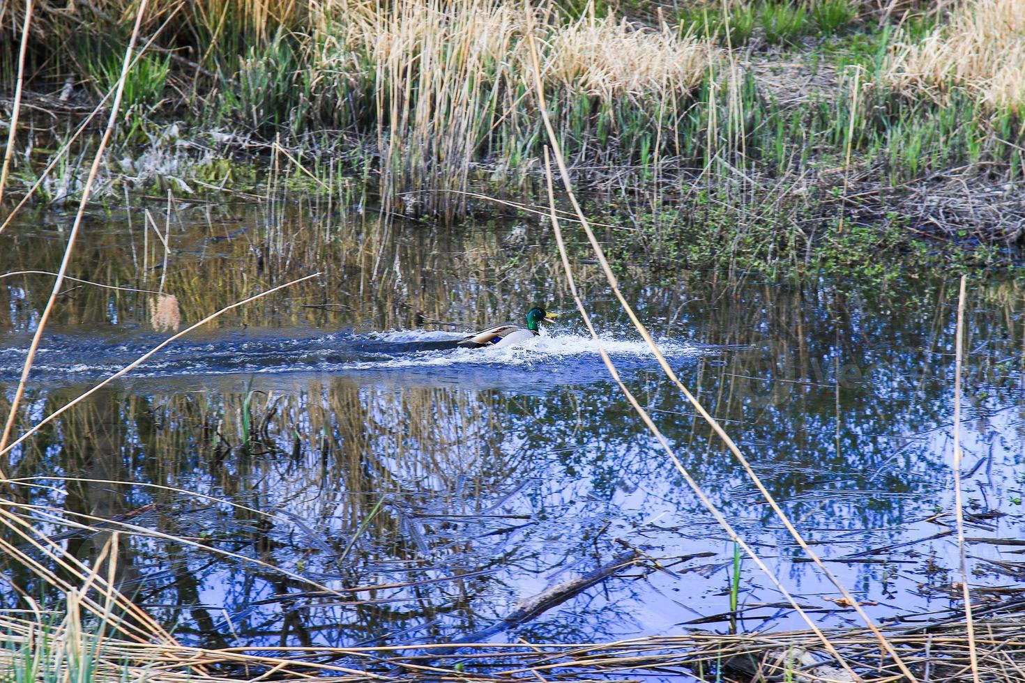 fliegende enten über einem sumpf in der nähe der donau foto