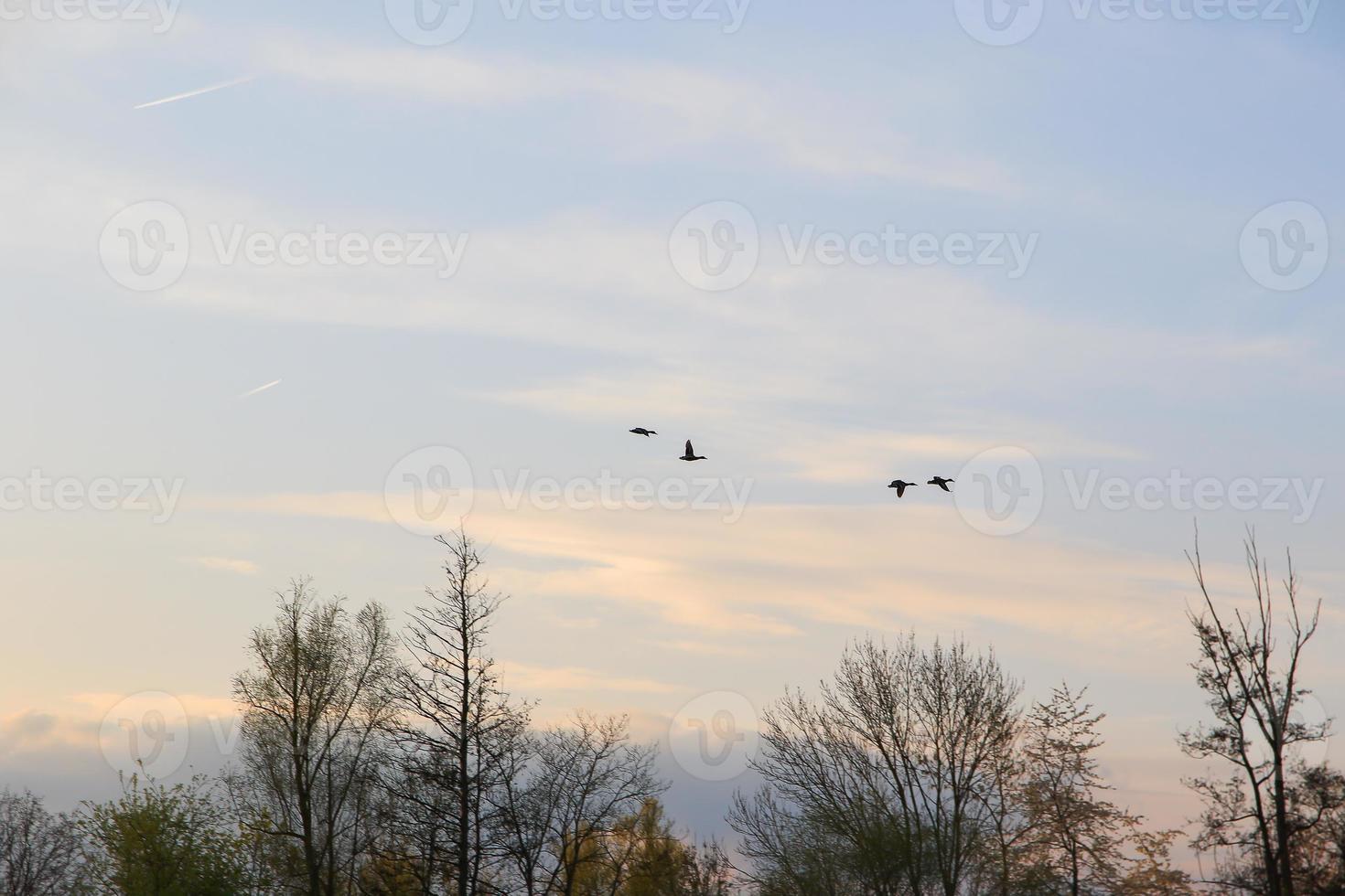 Fliegende Enten vor einer Abendlandschaft foto