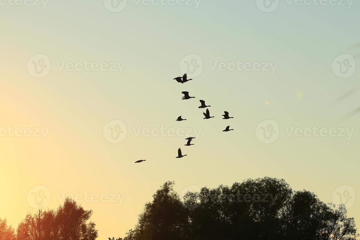 Herde von Wildgänsen Silhouette auf einem Sonnenuntergangshimmel foto