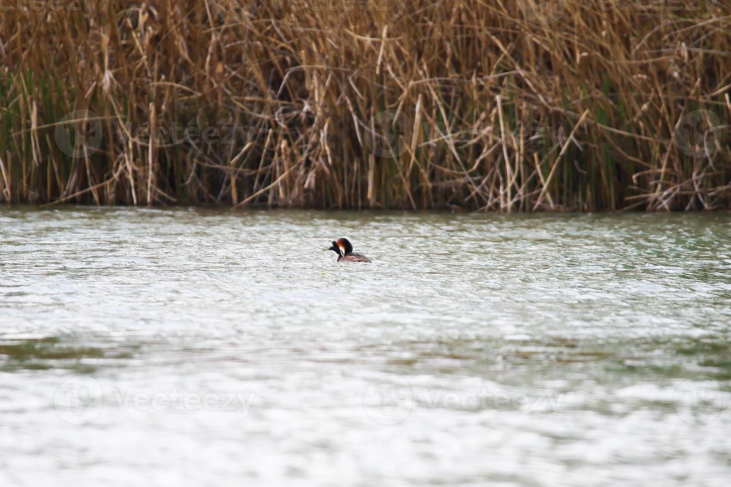 Haubentauchervogel, der auf der Donau schwimmt foto