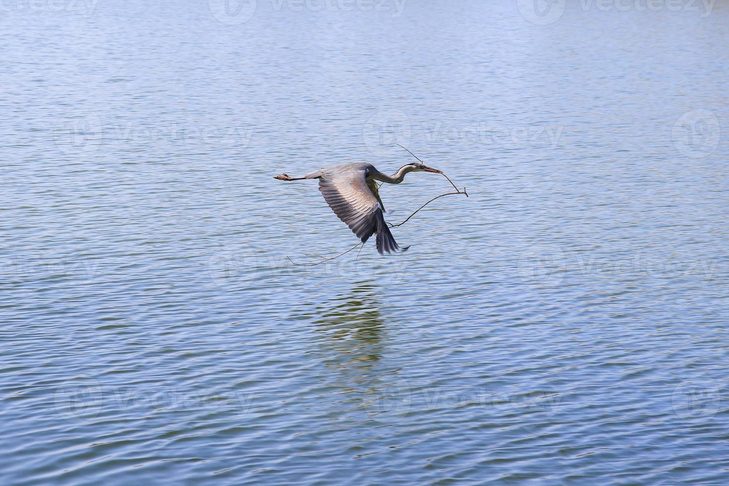 Nahaufnahme eines Graureihers, der über dem Wasser fliegt und einen trockenen Ast in seinem Schnabel hält foto