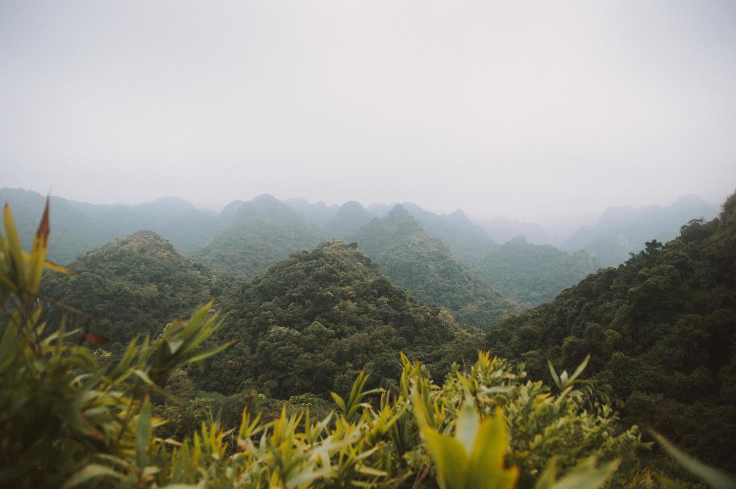 Dschungel in Vietnam foto