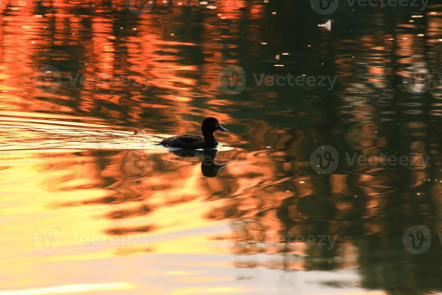 die Wildgänse treiben abends im See, während sich das goldene Licht in der wunderschönen Wasseroberfläche spiegelt. foto