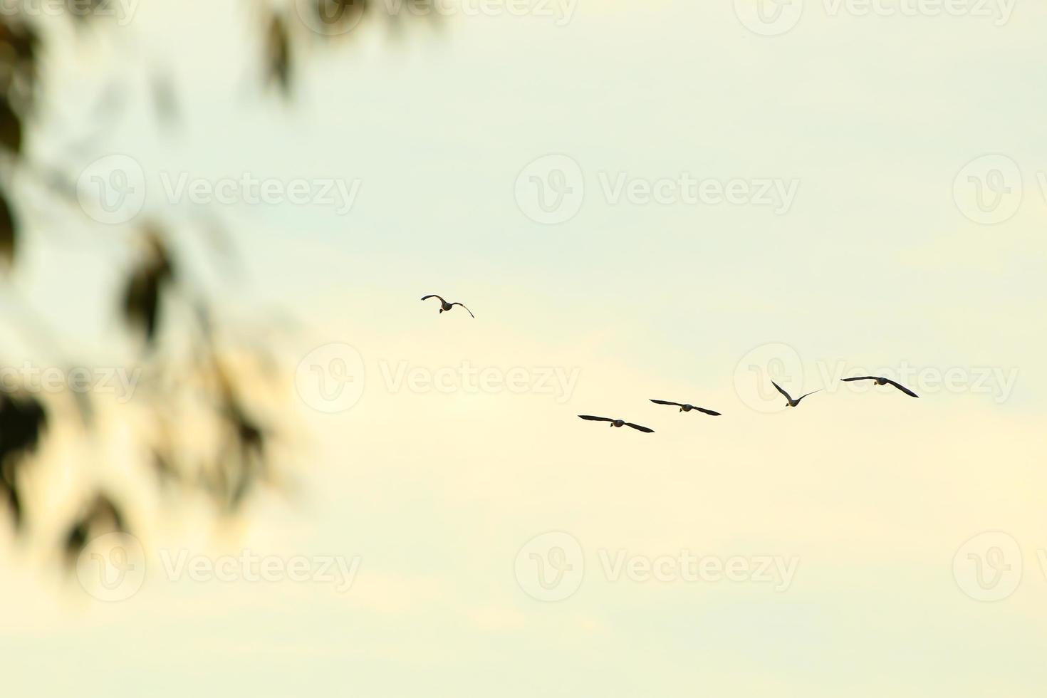 wildgans, das nahe dem donauwasserstrom enthäutet foto