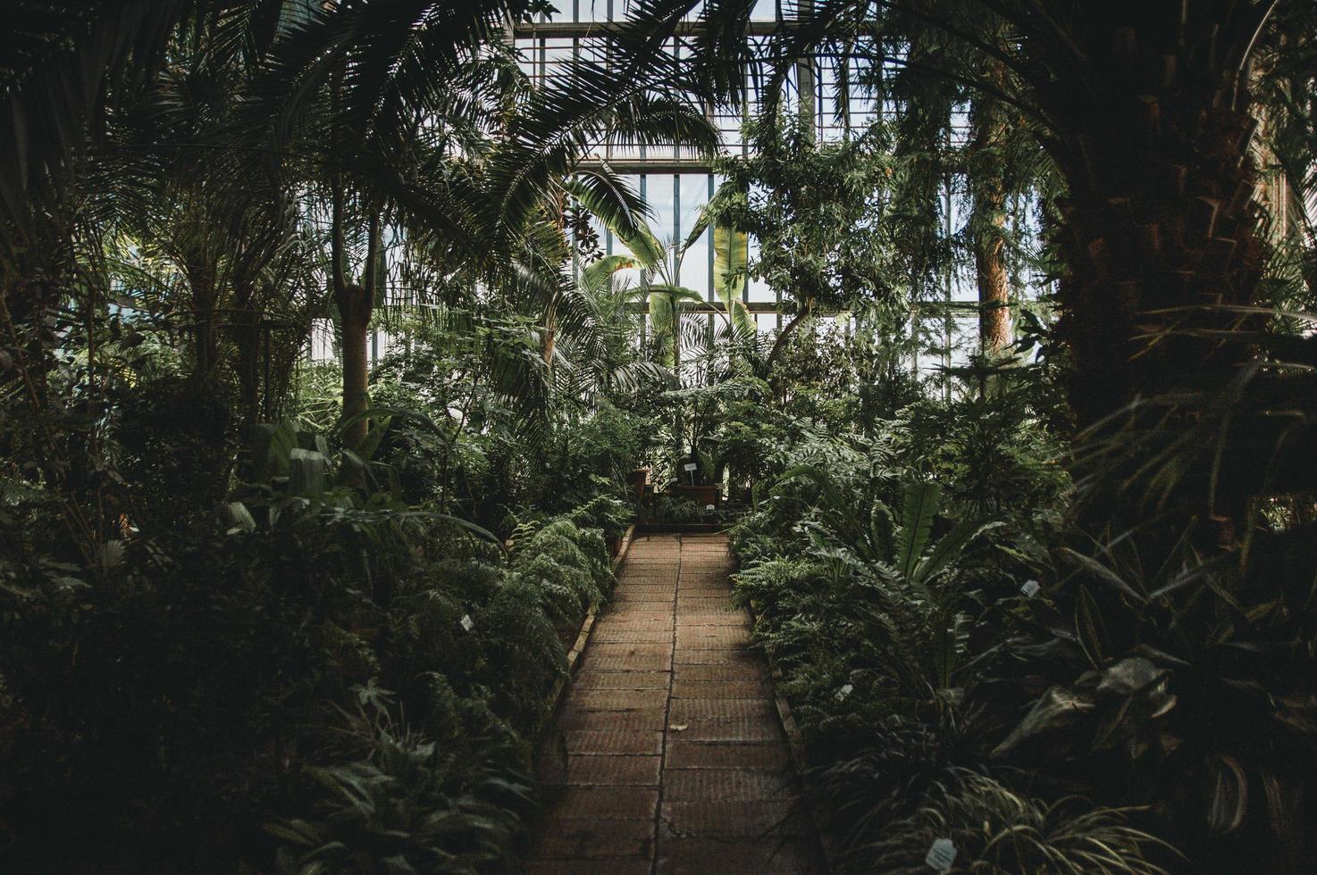 in einem Gewächshaus foto