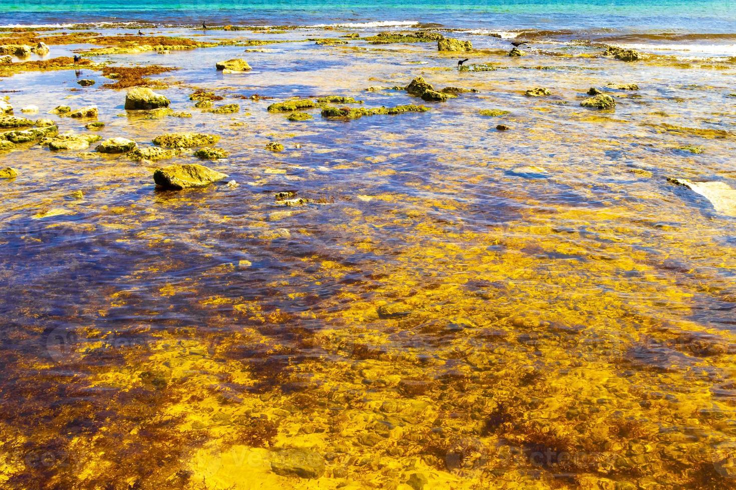 Steine, Felsen, Korallen, Algen, Türkis, buntes Wasser am Strand von Mexiko. foto