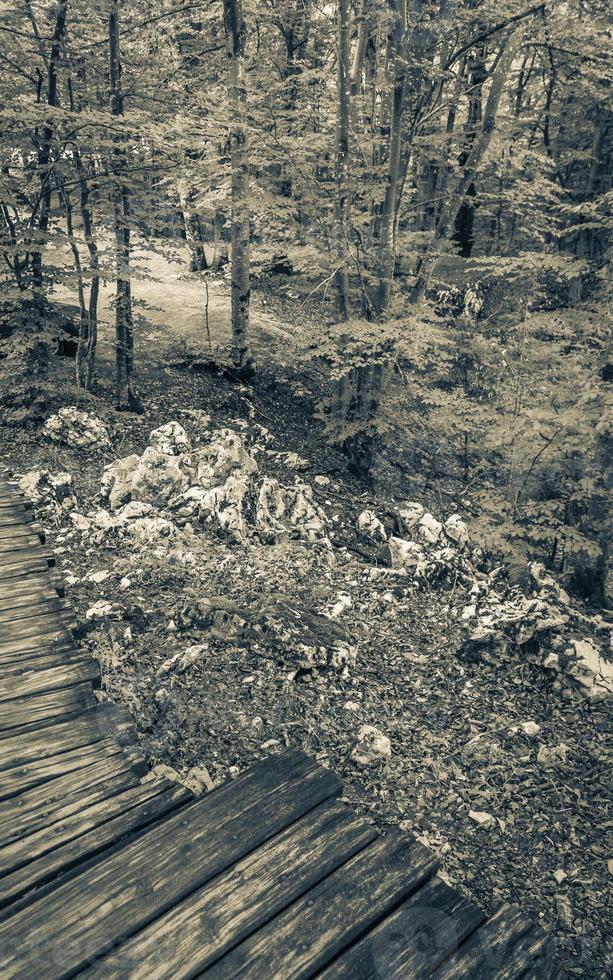 Landschaftssteg in der Natur. Nationalpark Plitvicer Seen Kroatien. foto