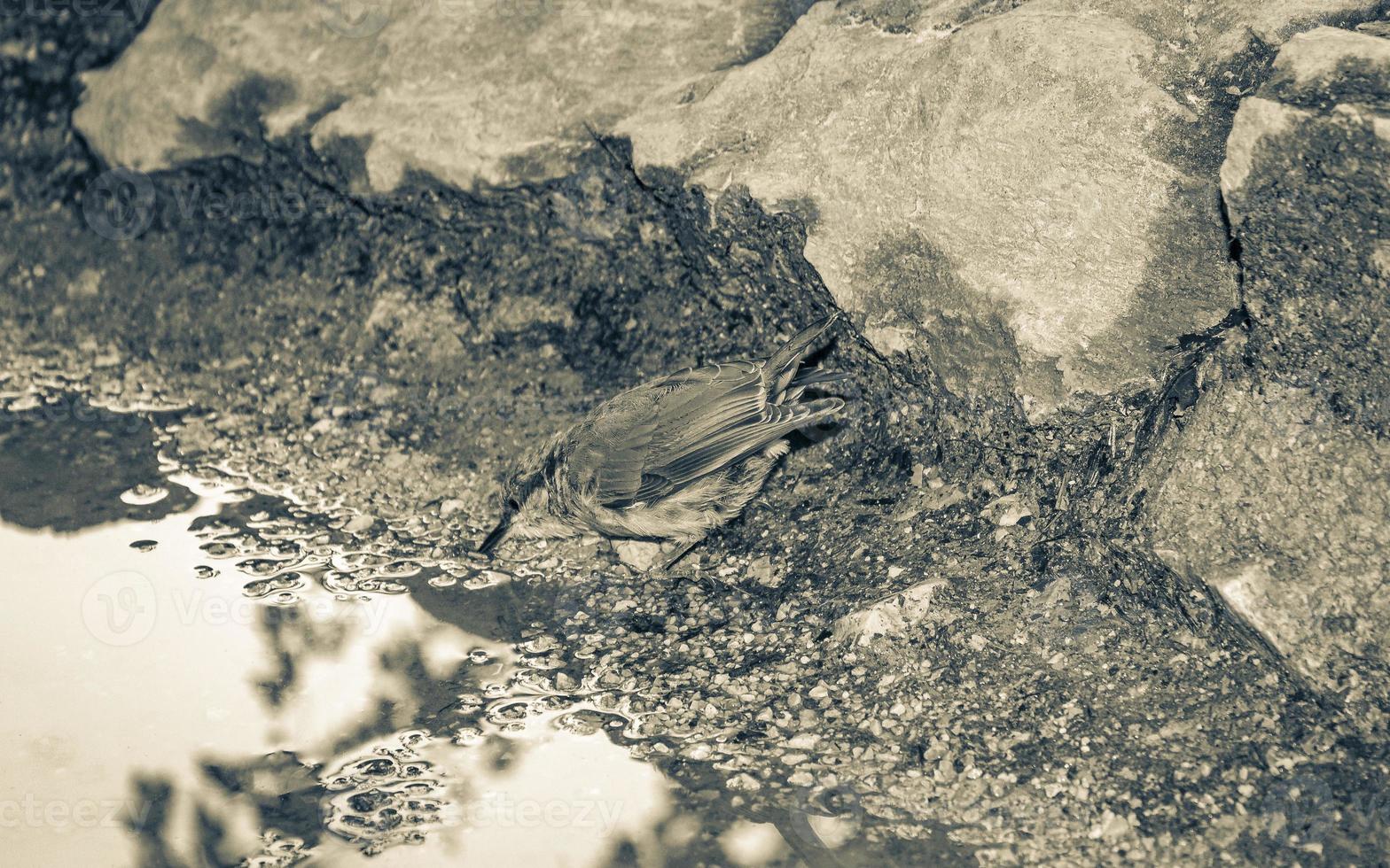 Nationalpark Plitvicer Seen Kroatien Vogel trinkt Pfützenwasser. foto