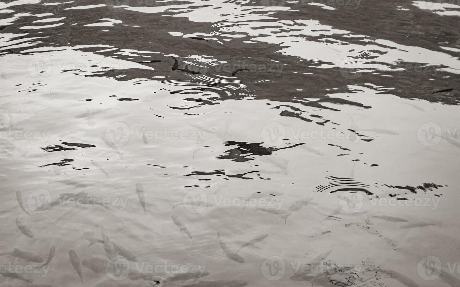 Nationalpark Plitvicer Seen Fische unter Wasser im klaren Wasser Kroatien. foto