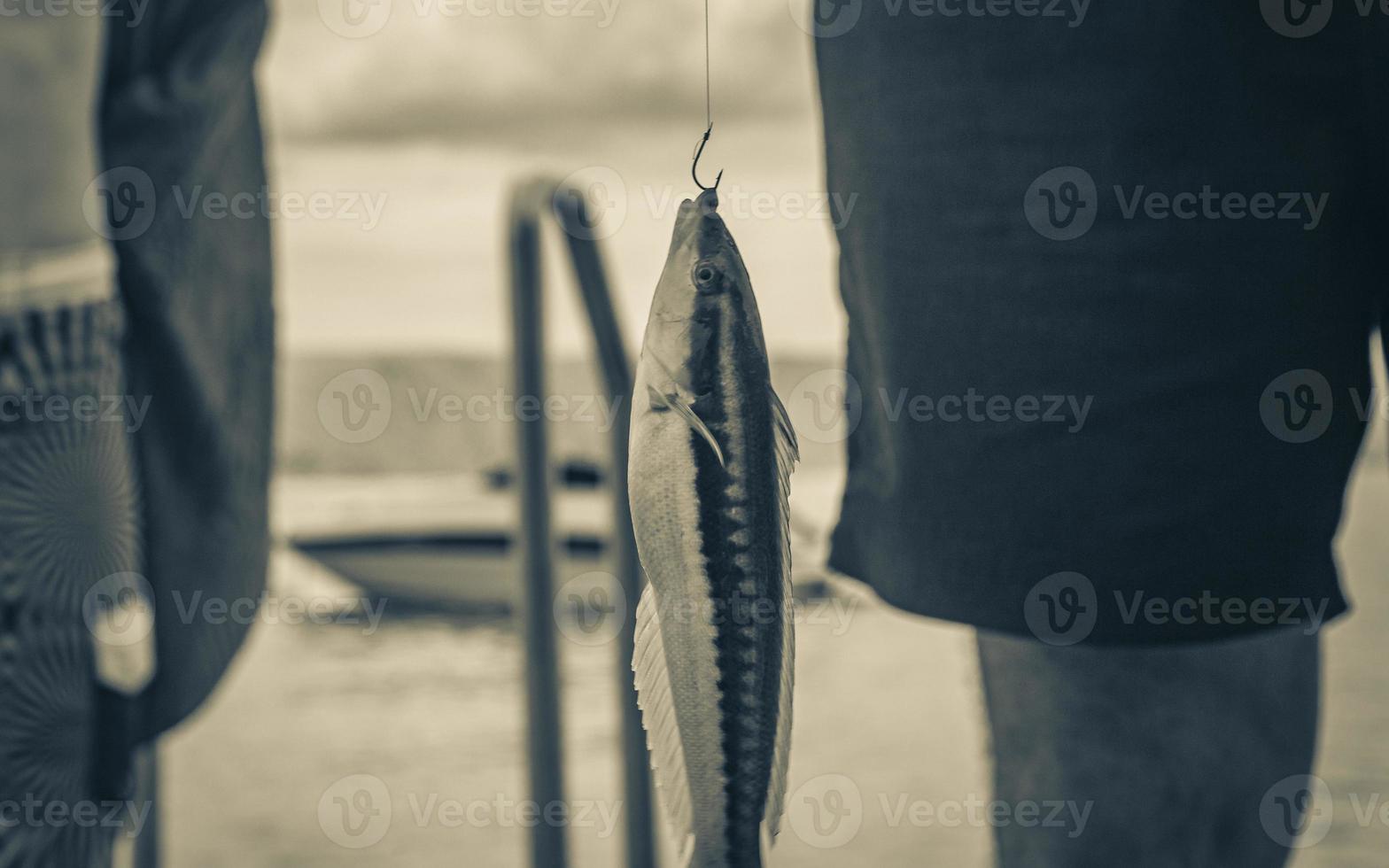 gefangener gelber Fisch und hängend an einer Angelrute Kroatien. foto