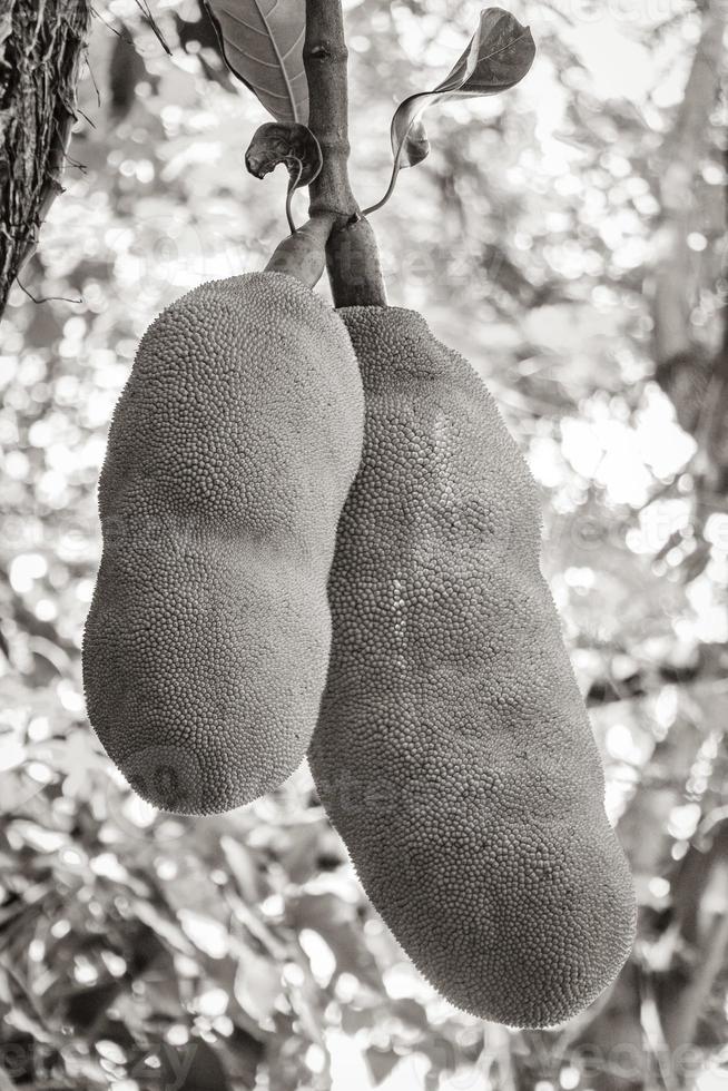 Jackfrucht wächst auf Jack Tree in Rio de Janeiro Brasilien. foto