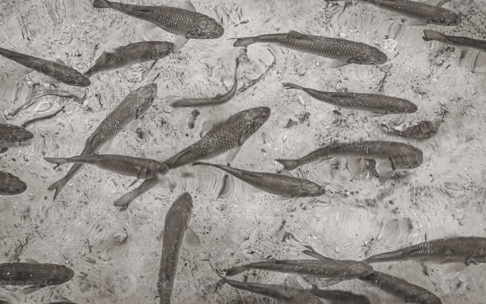 Nationalpark Plitvicer Seen Fische unter Wasser im klaren Wasser Kroatien. foto