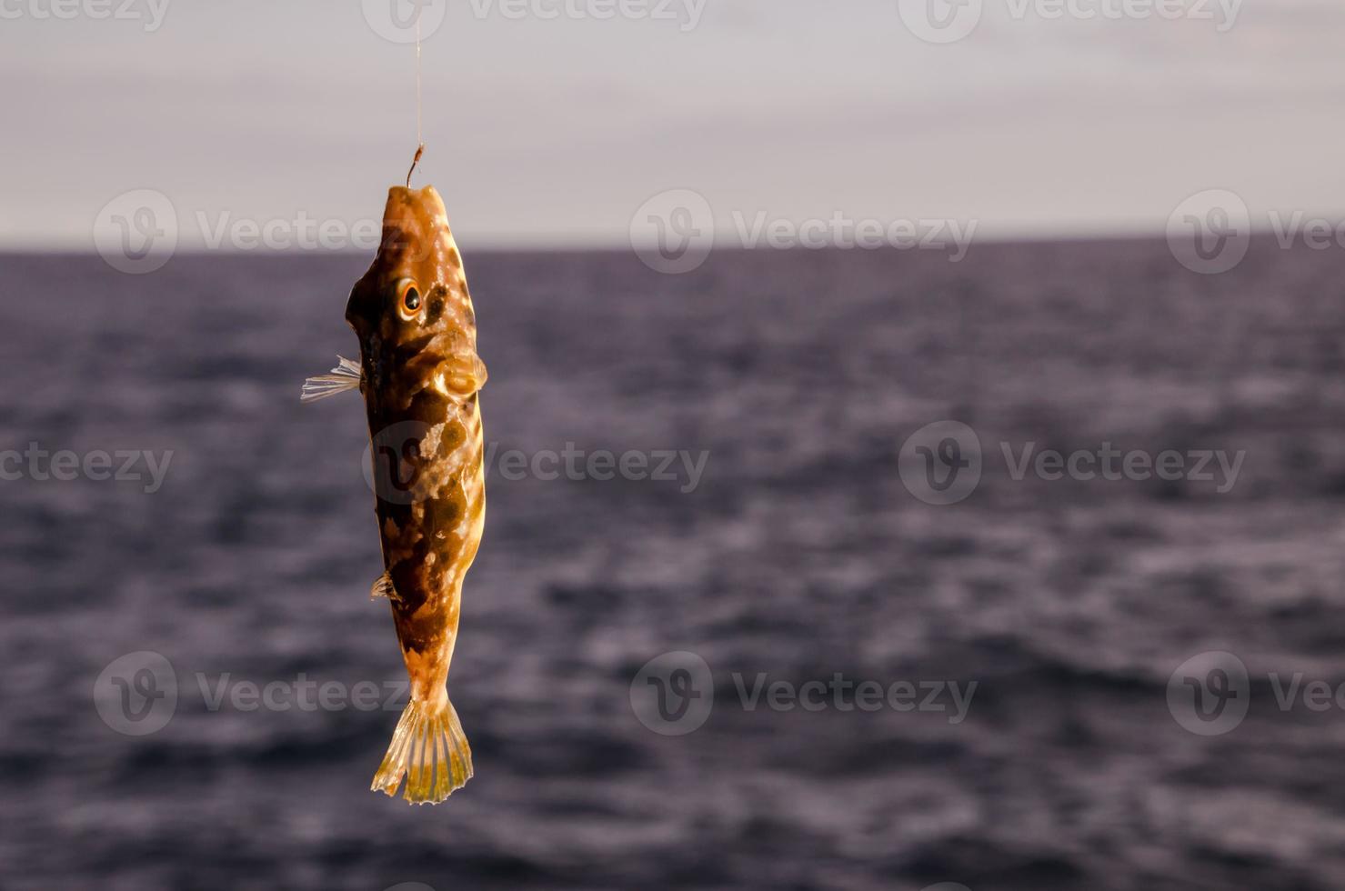 Fisch am Haken foto