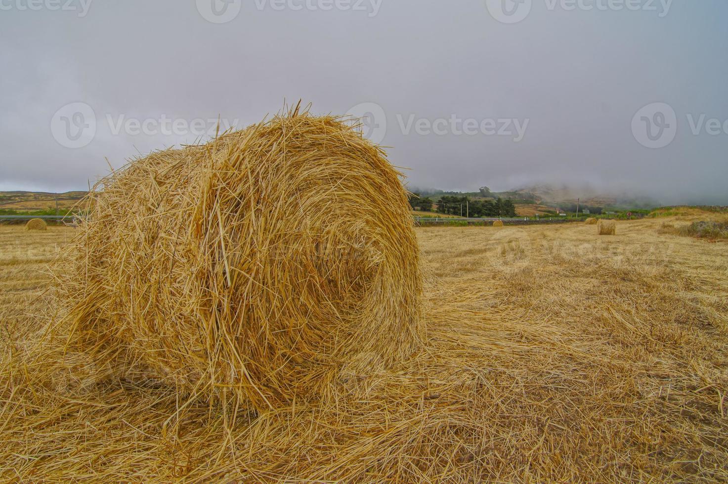 Landschaft im Sommer foto