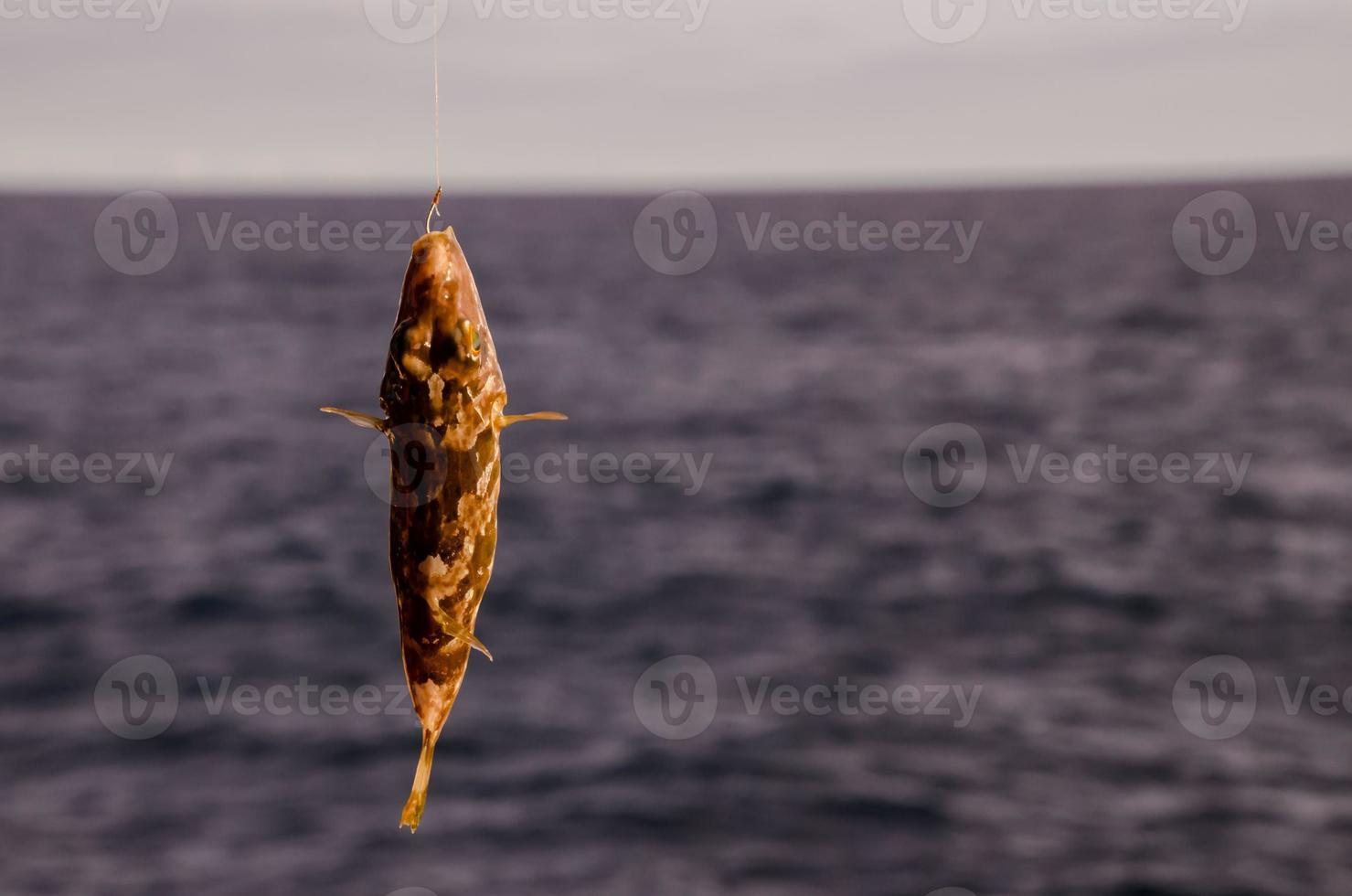 Fisch am Haken foto