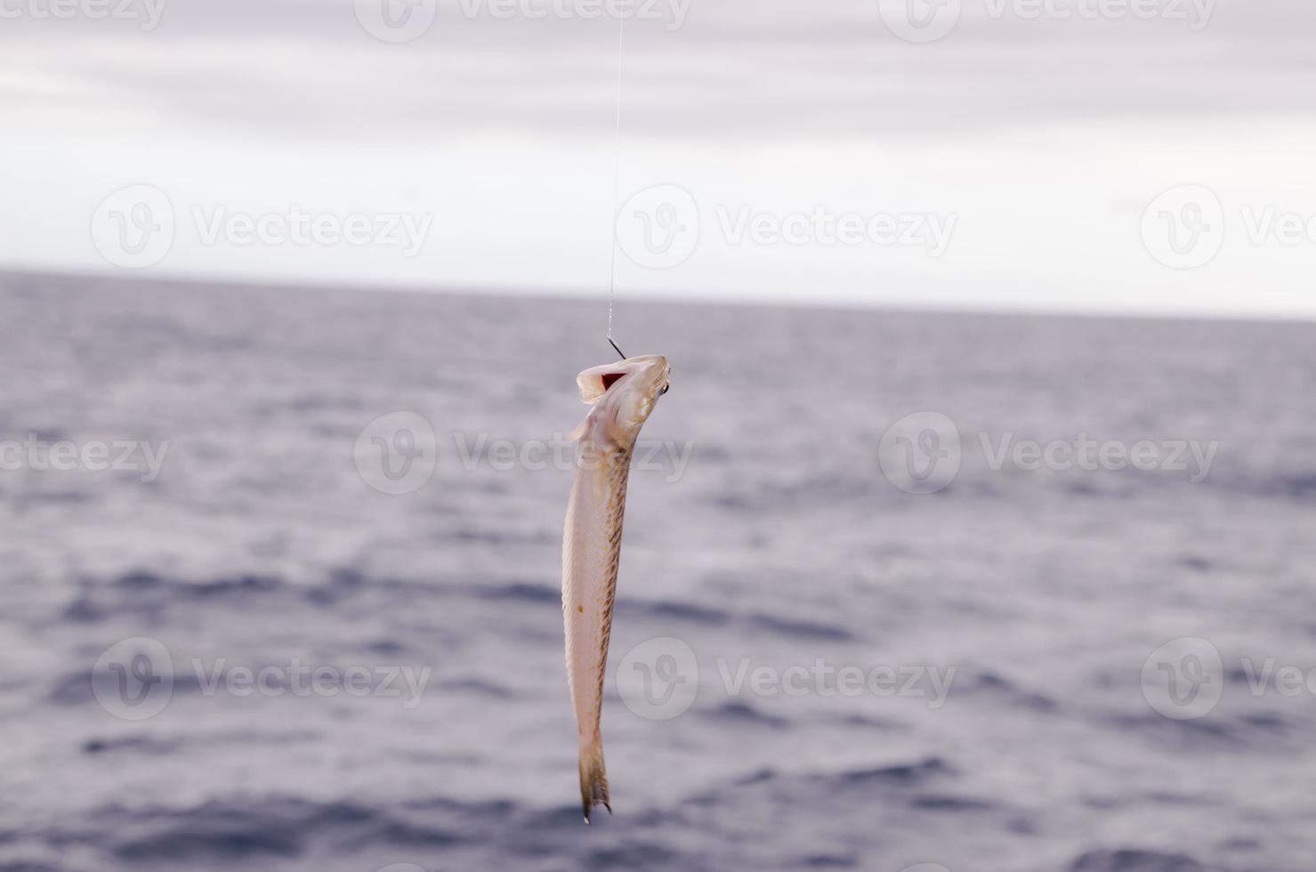 Fisch am Haken foto