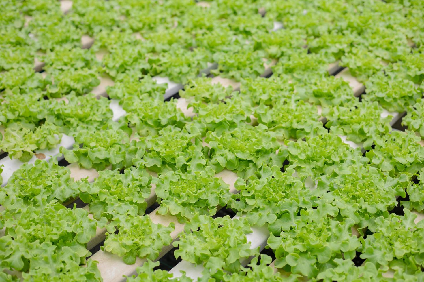 hydroponischer grüner Salat foto