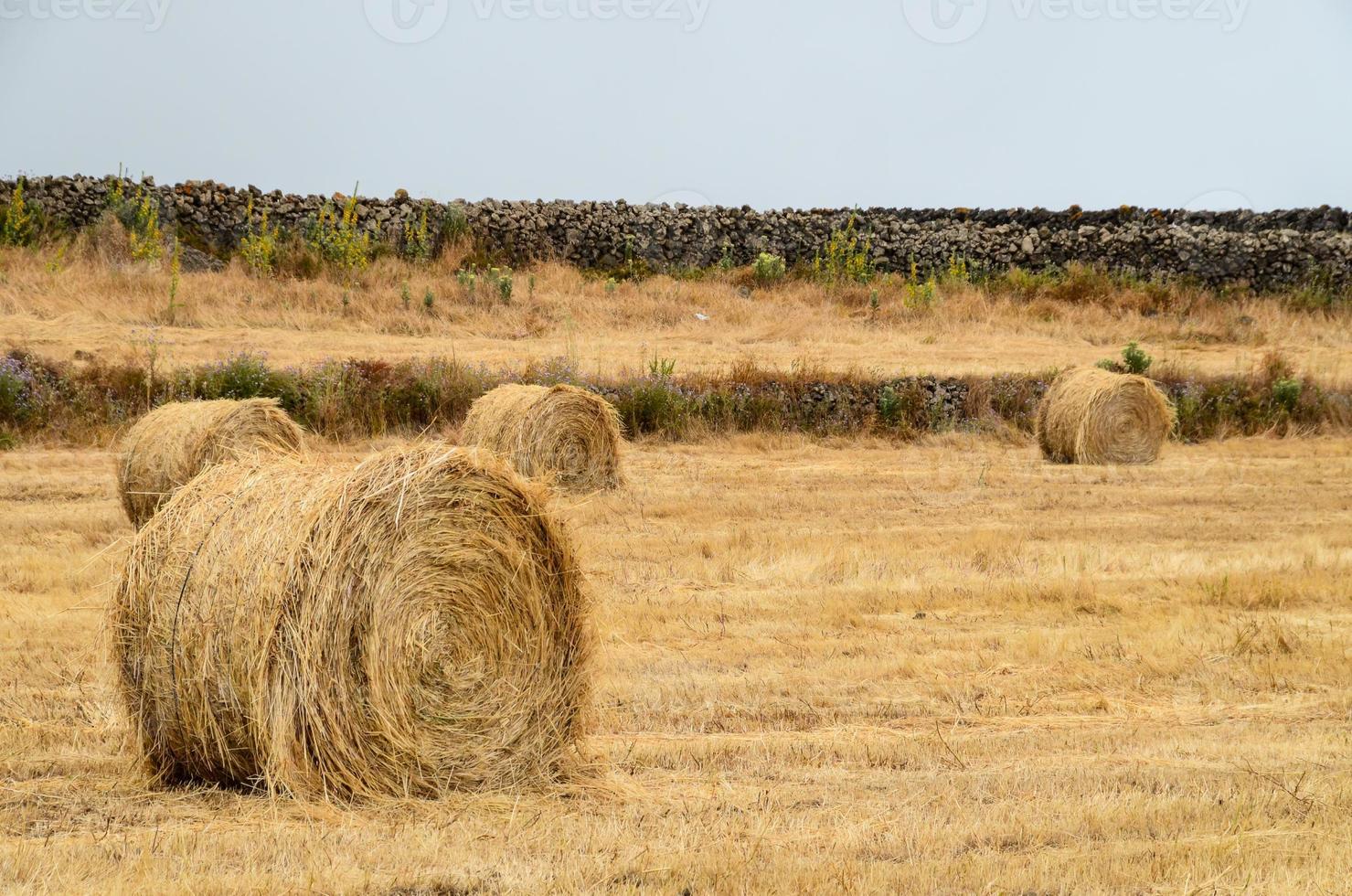 Landschaft im Sommer foto