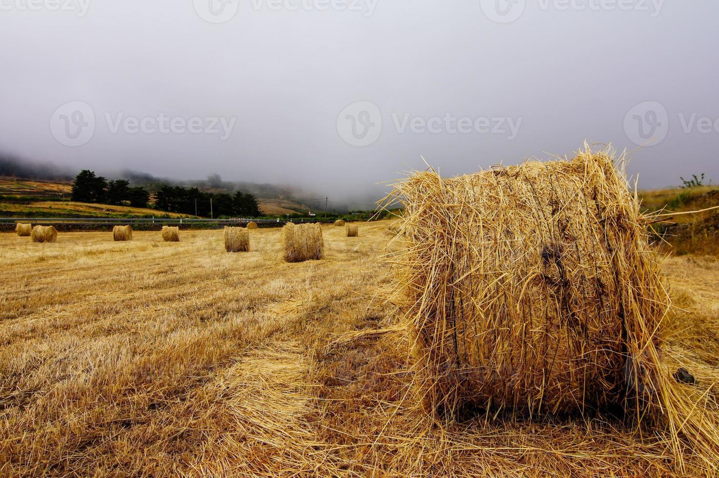 Landschaft im Sommer foto