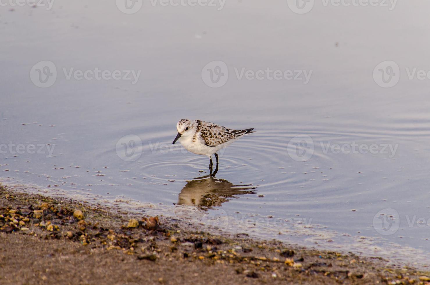 kleiner Vogel am Wasser foto