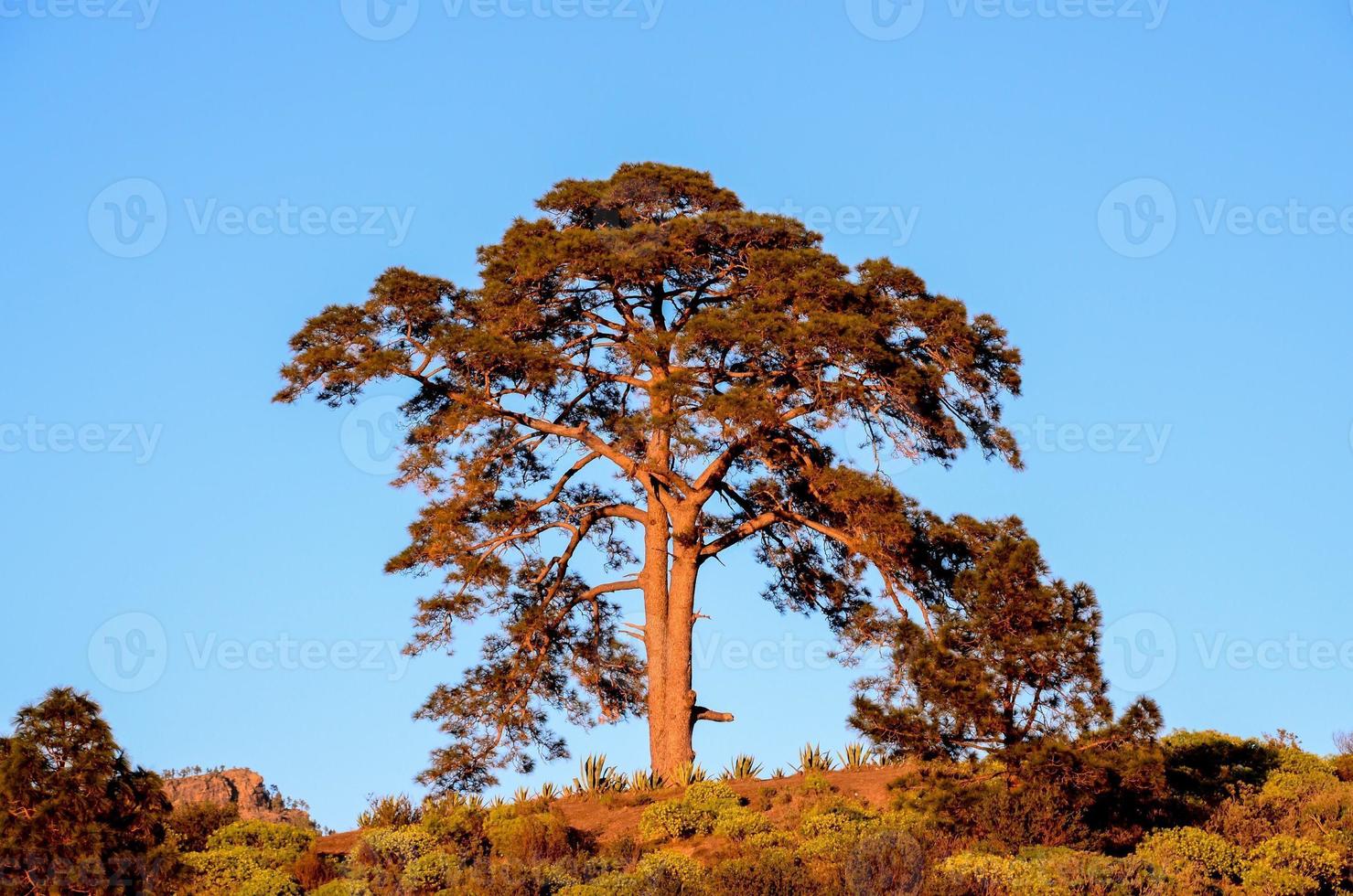 Landschaft im Sommer foto