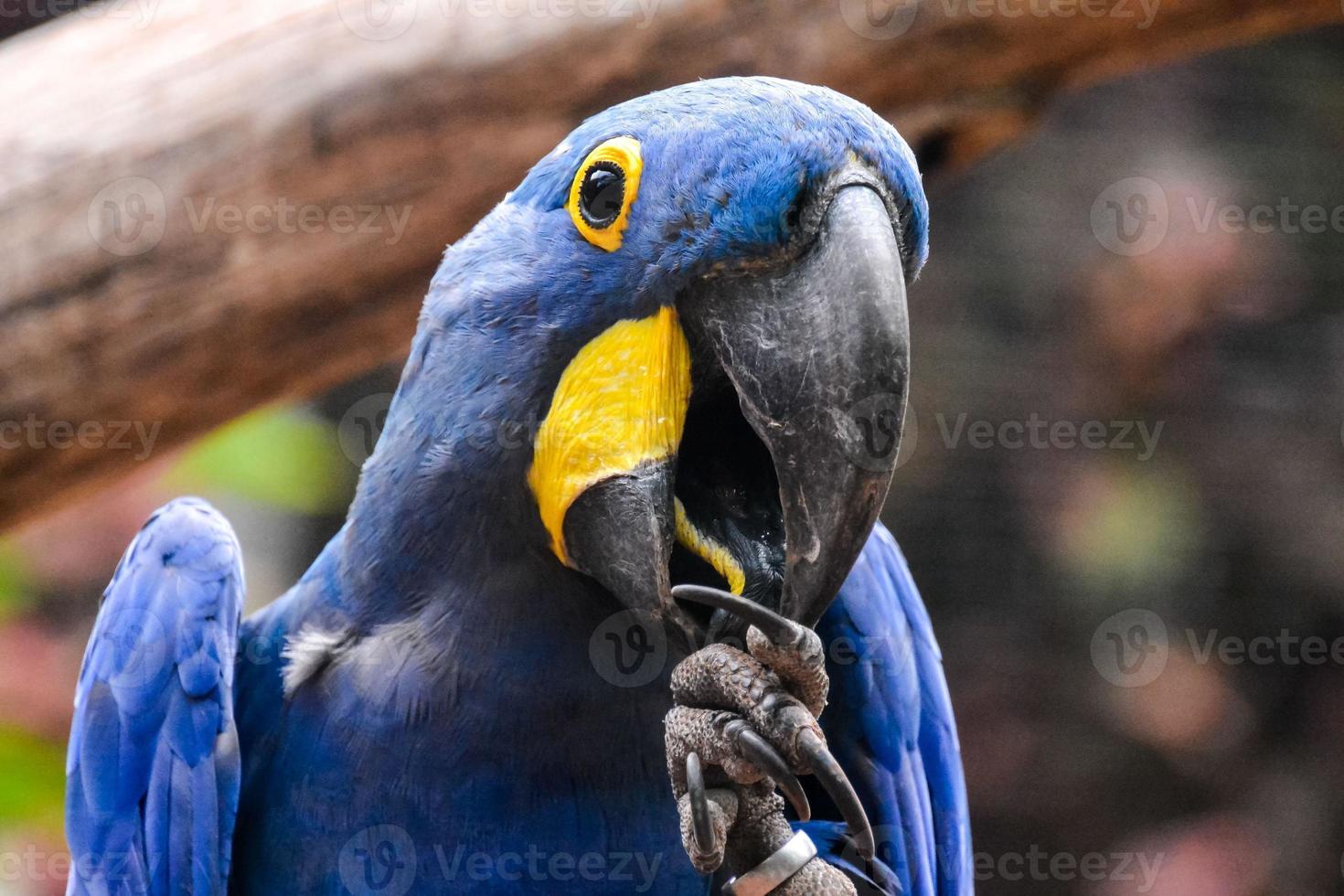 blaues Papageienporträt foto