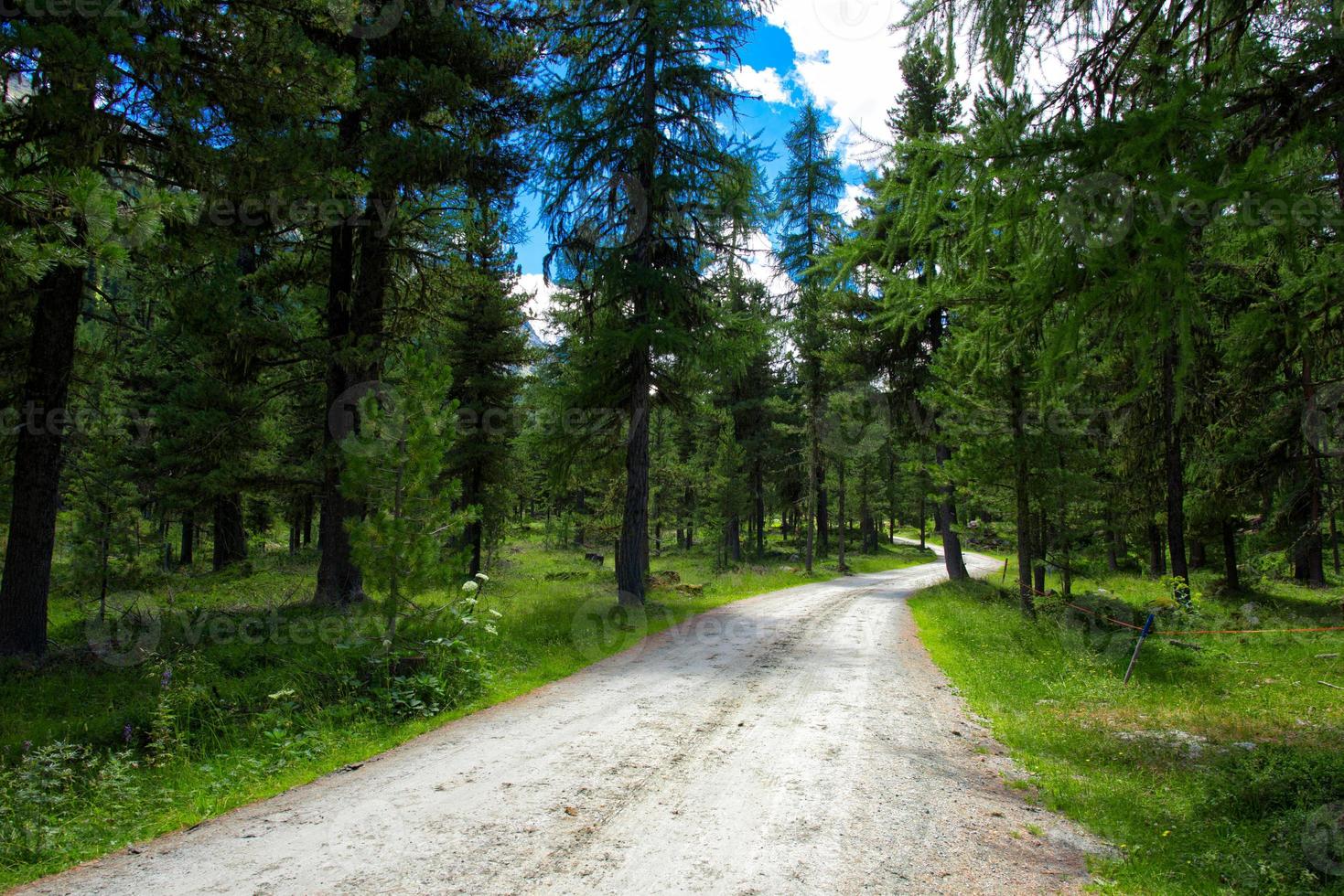 Feldweg mitten in einem Wald in den Alpen foto