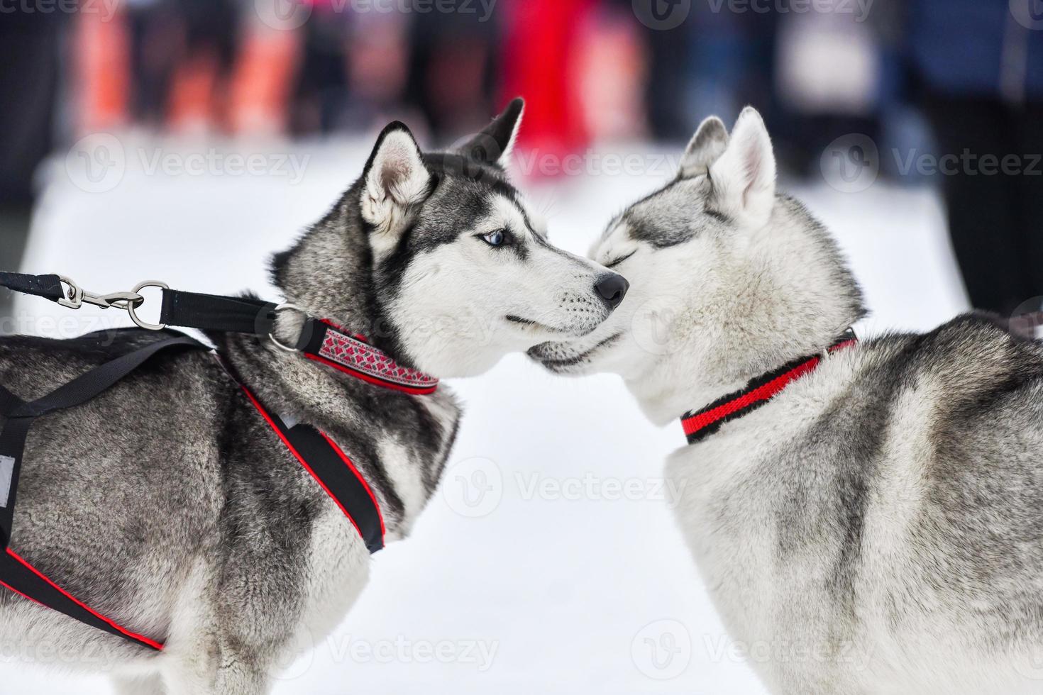 Husky-Hund im Freien, Winterhintergrund. lustiges Haustier beim Gehen vor Schlittenhunderennen. foto