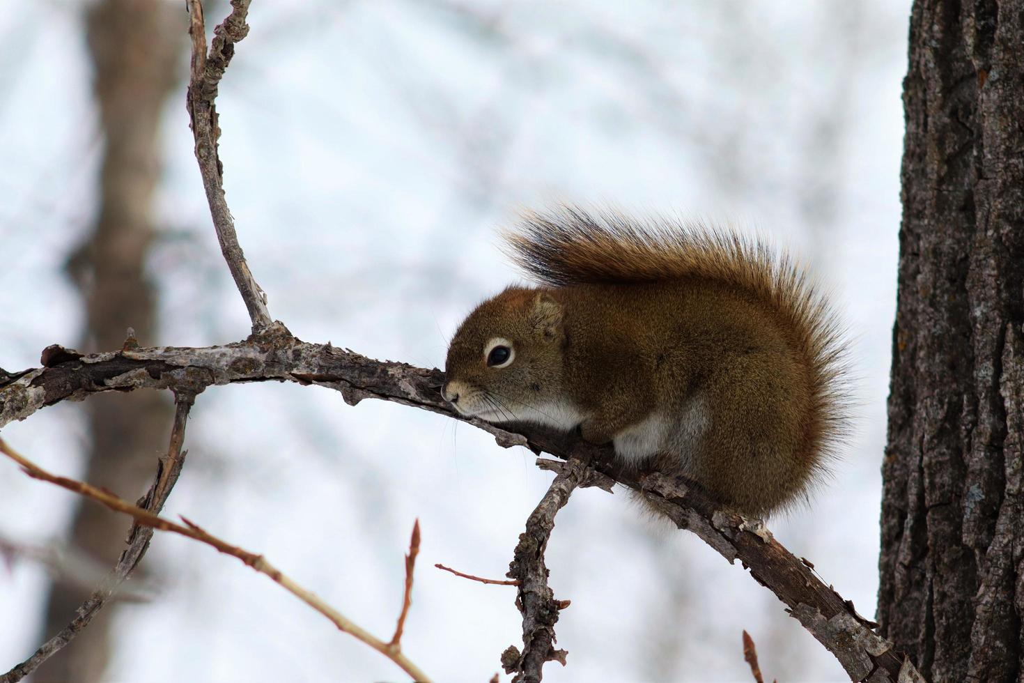 Eichhörnchen sitzt im Baum foto