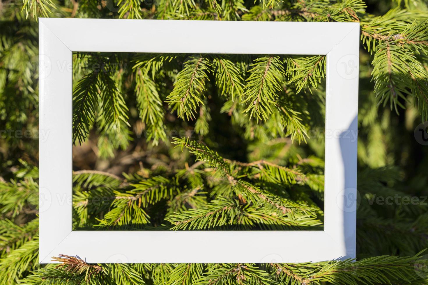 Ein leerer weißer Rahmen auf einem Hintergrund aus grünen Fichtenzweigen mit einem Platz zum Kopieren. Weihnachtsgrüße foto