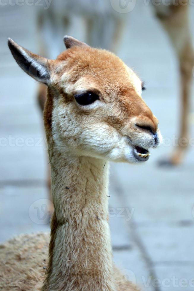 Lama - Nahaufnahmefoto, defokussierter Hintergrund foto