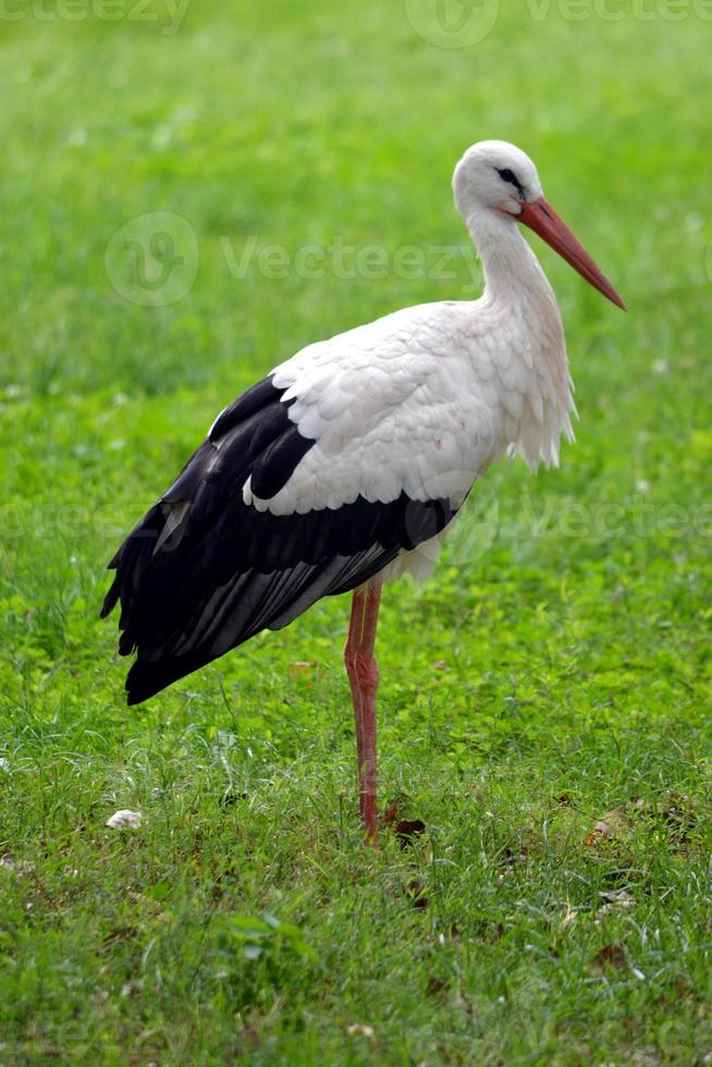 Storch, der auf einem Gras steht foto