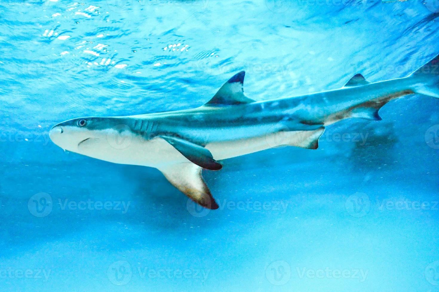 carcharhinus melanopterus hai, der unter wasser schwimmt, blauer hintergrund foto