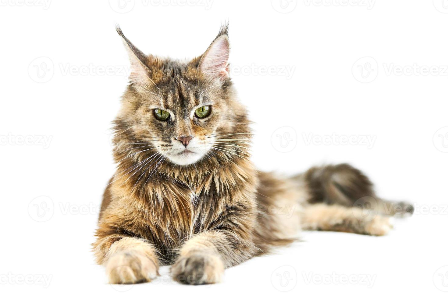 Erwachsene Maine-Coon-Katze, isoliert foto