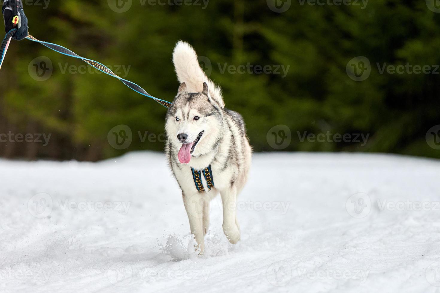 Laufender Husky-Hund auf Schlittenhunderennen foto