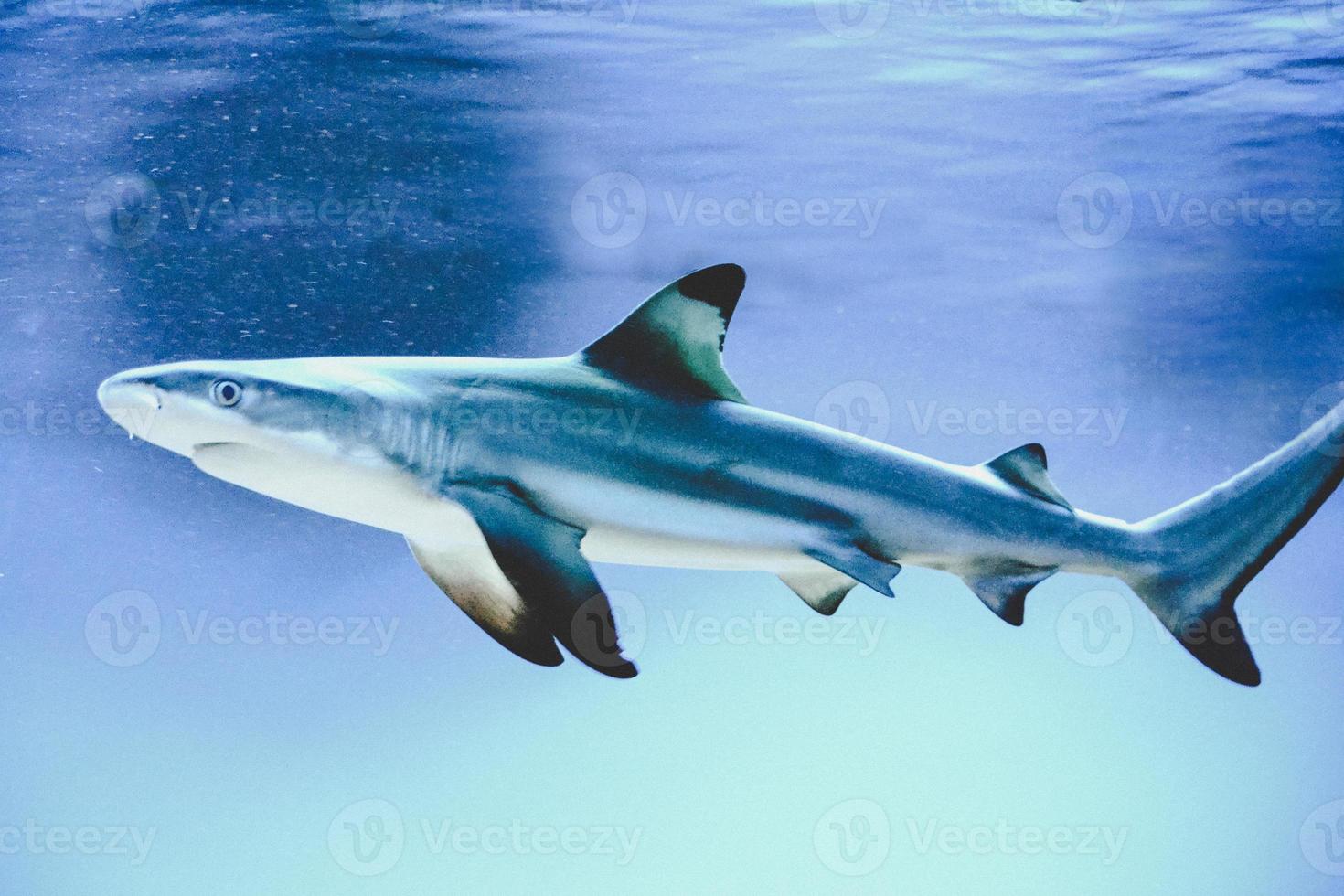 carcharhinus melanopterus hai, der unter wasser schwimmt, blauer hintergrund foto