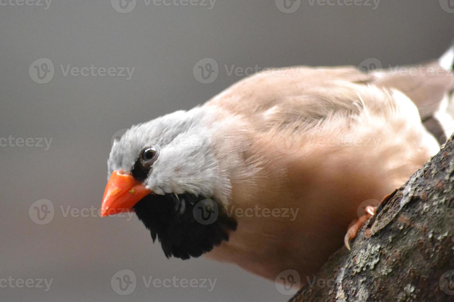 Vogel, der auf einem Ast sitzt foto