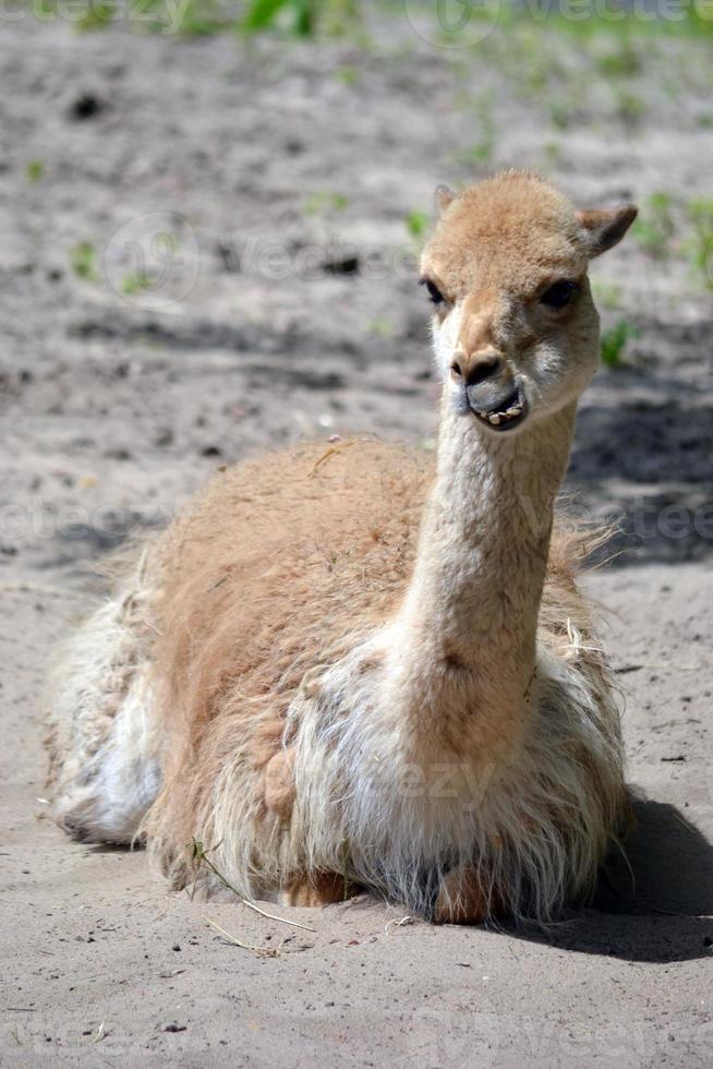 Lama, der auf einem Boden liegt foto