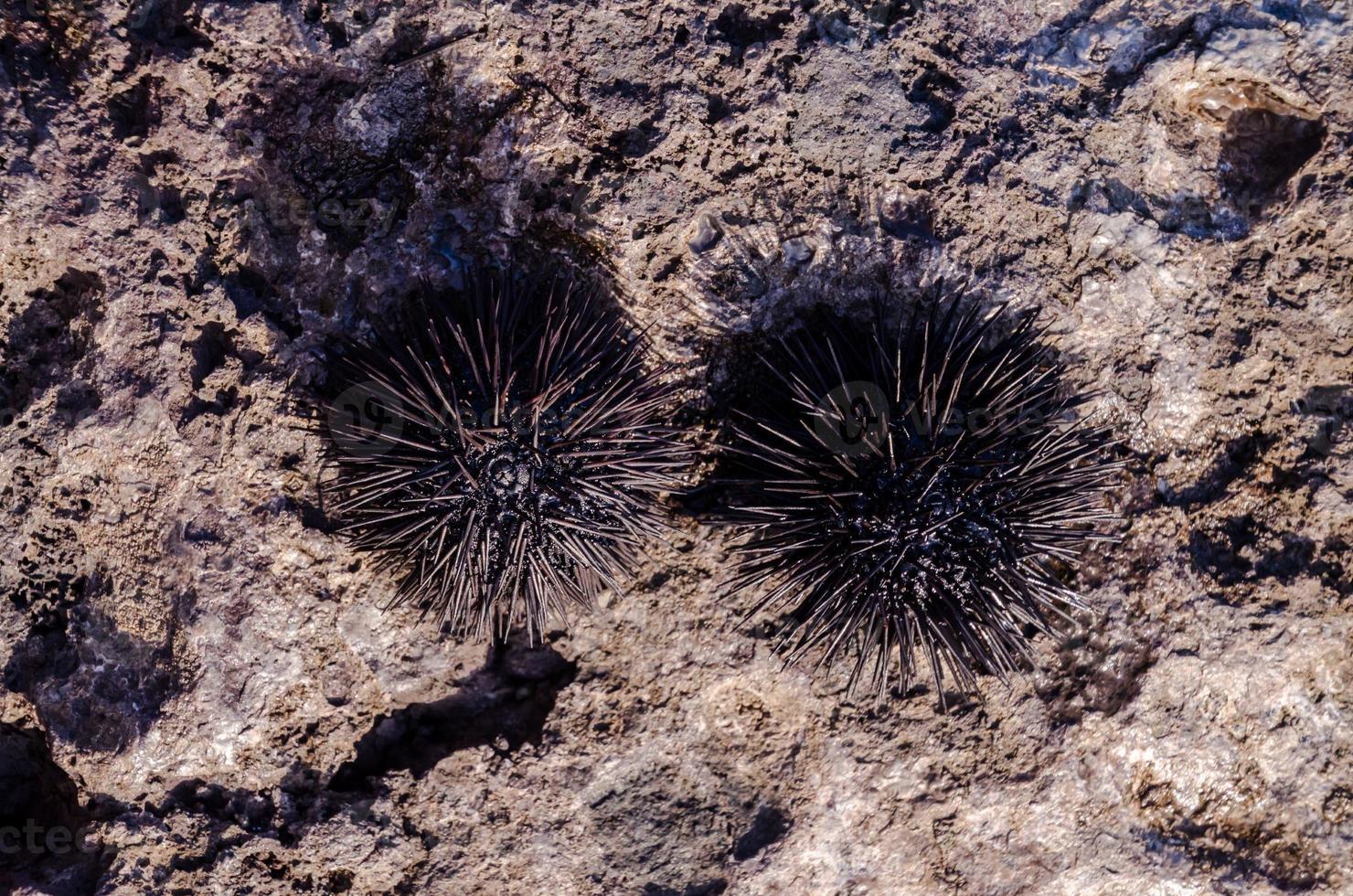 Seeigel aus nächster Nähe foto