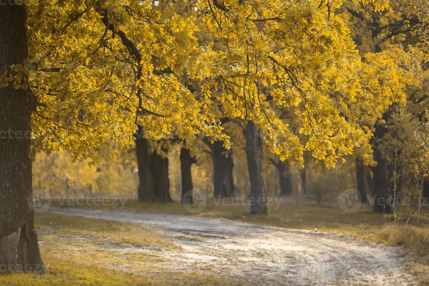 herbstlicher Eichenwald mit breitem Weg. foto