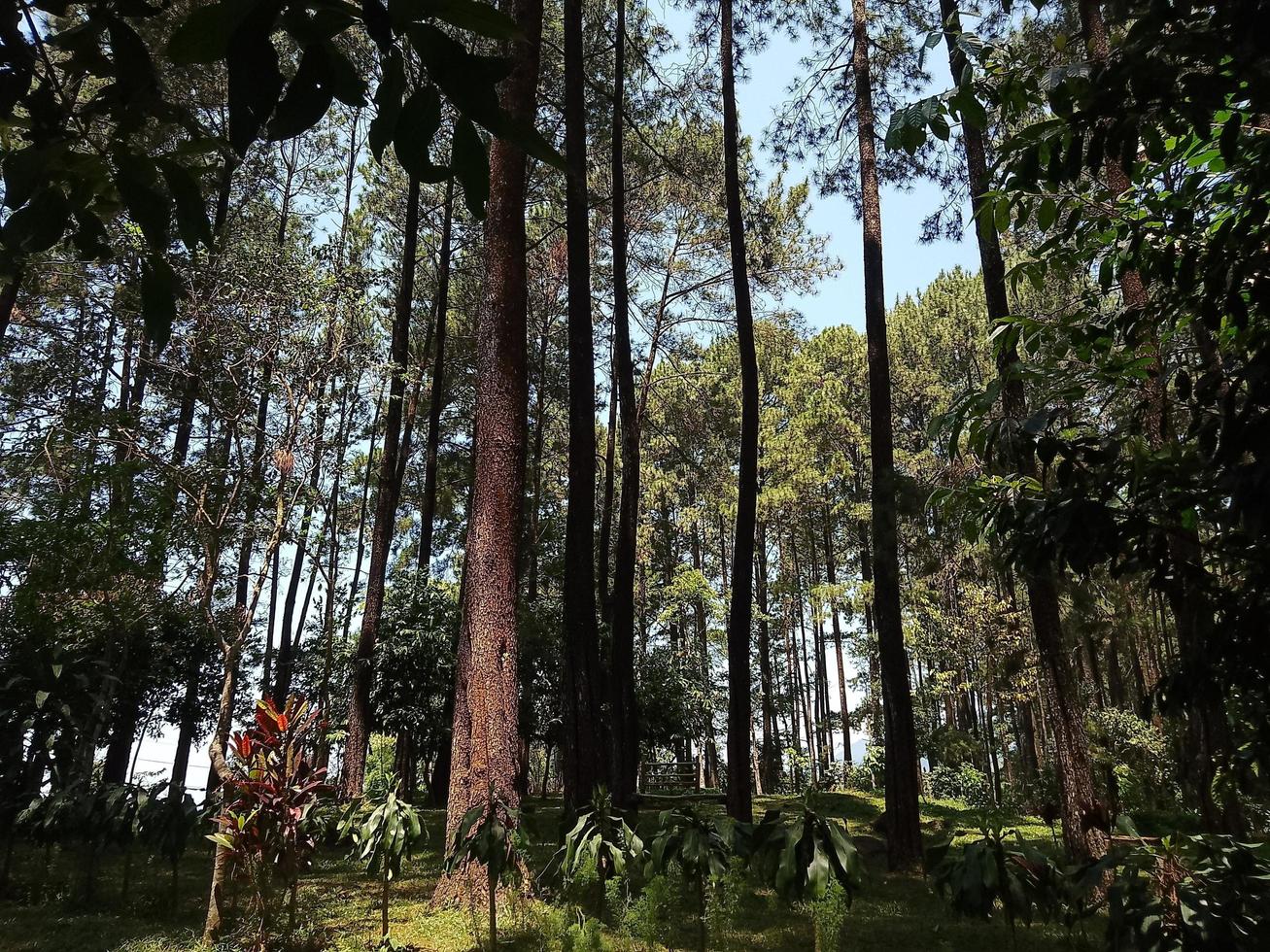 Blick in den Wald foto