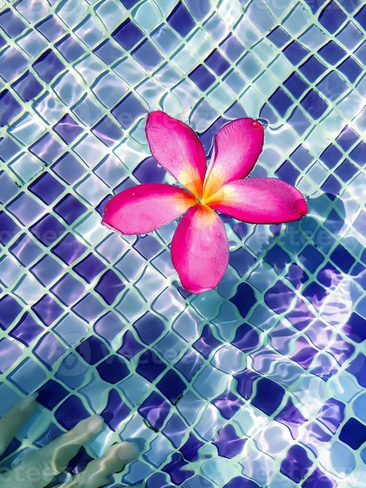 Draufsicht auf eine Plumeria-Frangipani-Blume, die auf dem klaren Schwimmbadwasser schwimmt, und eine verschwommene weibliche Hand unter Wasser, mit kleinen bunten blauen Keramikfliesen-Musterhintergrund, Spa-Konzept. foto