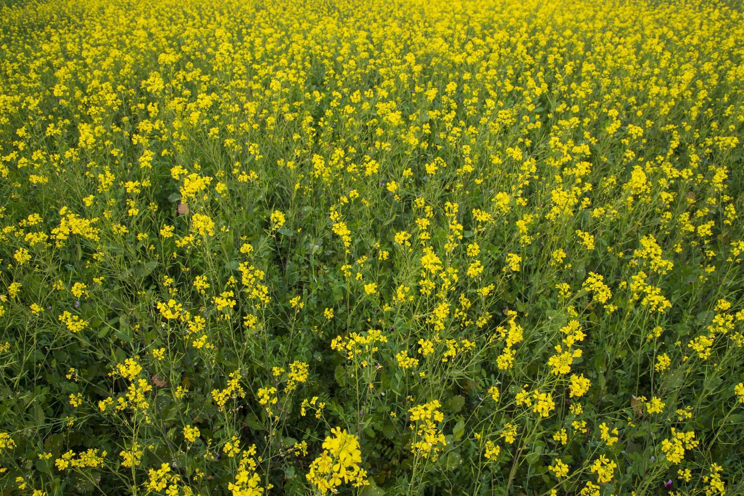 Blühende gelbe Rapsblumen auf dem Feld. kann als floraler Texturhintergrund verwendet werden foto