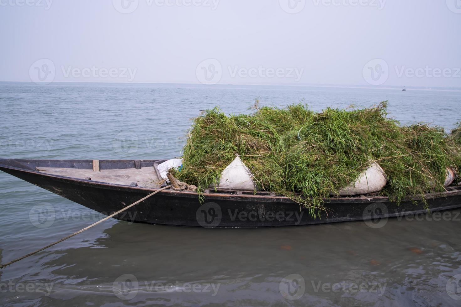 Gestapeltes grünes Gras auf dem Boot am Ufer des Flusses Padma in Bangladesch foto