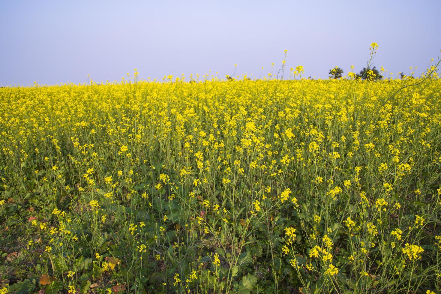 schöne florale landschaftsansicht von rapsblüten in einem feld in der landschaft von bangladesch foto