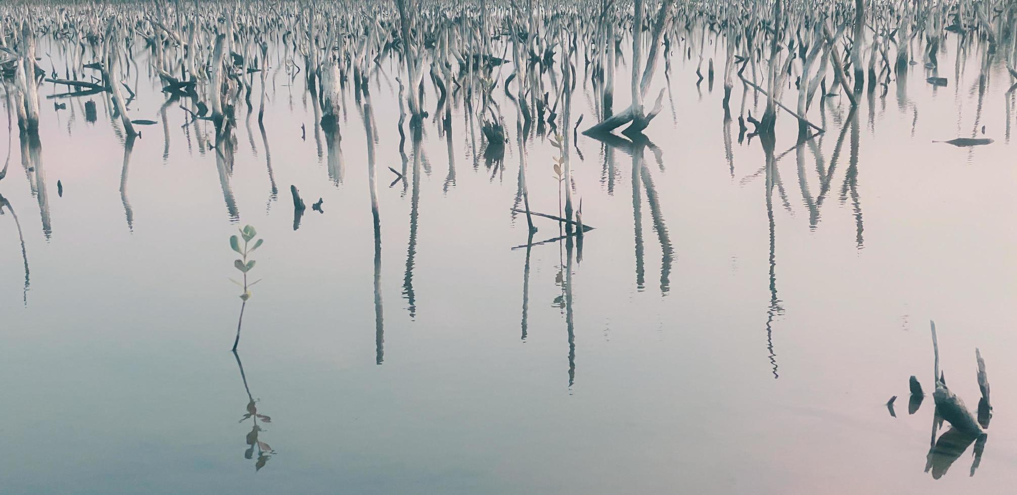 zerstörte Mangrovenwaldlandschaft, zerstörter Mangrovenwald ist ein Ökosystem, das durch Verstädterung und Umweltverschmutzung stark geschädigt oder beseitigt wurde. Helfen Sie mit, den Mangrovenwald zu pflegen. foto