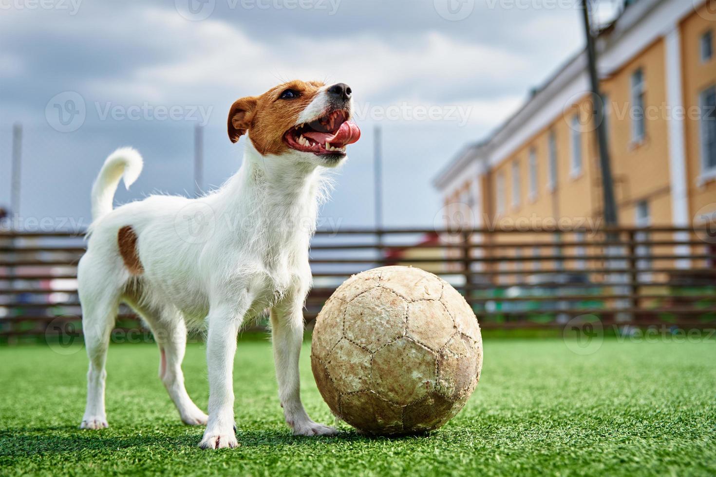Hund spielt Fußball auf dem Feld foto