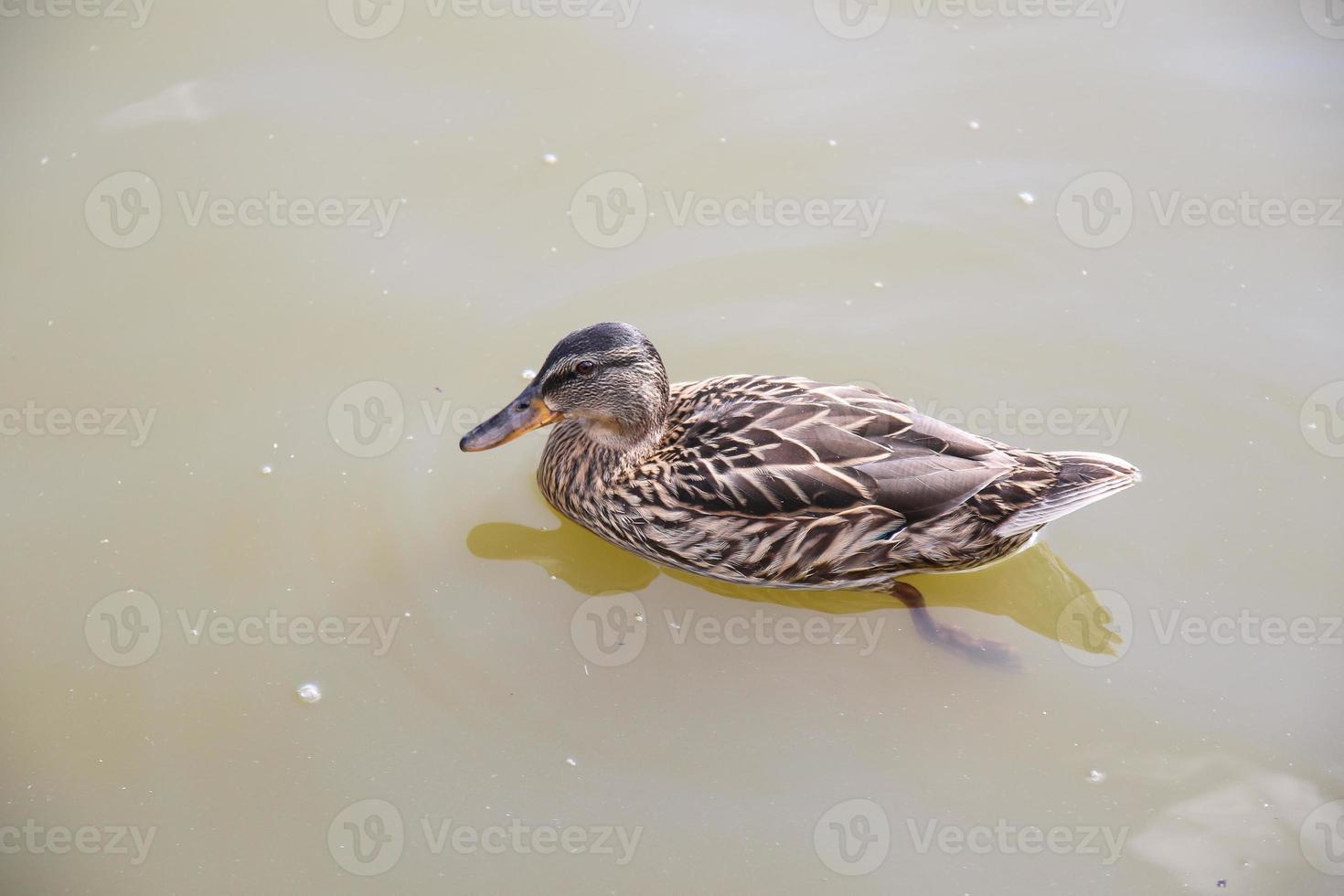 Enten auf dem See foto